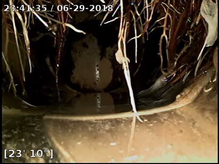Roots found during a swer scope to illustrate home inspection services.