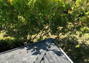Trees overhanging a roof