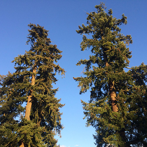 Arborist / Tree Services