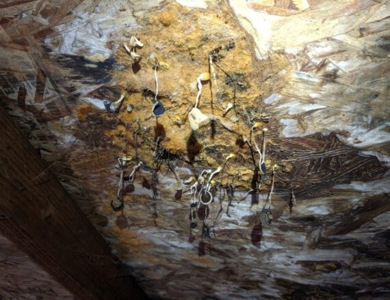 Mold and fungi growing in an attic to illustrate home inspections.